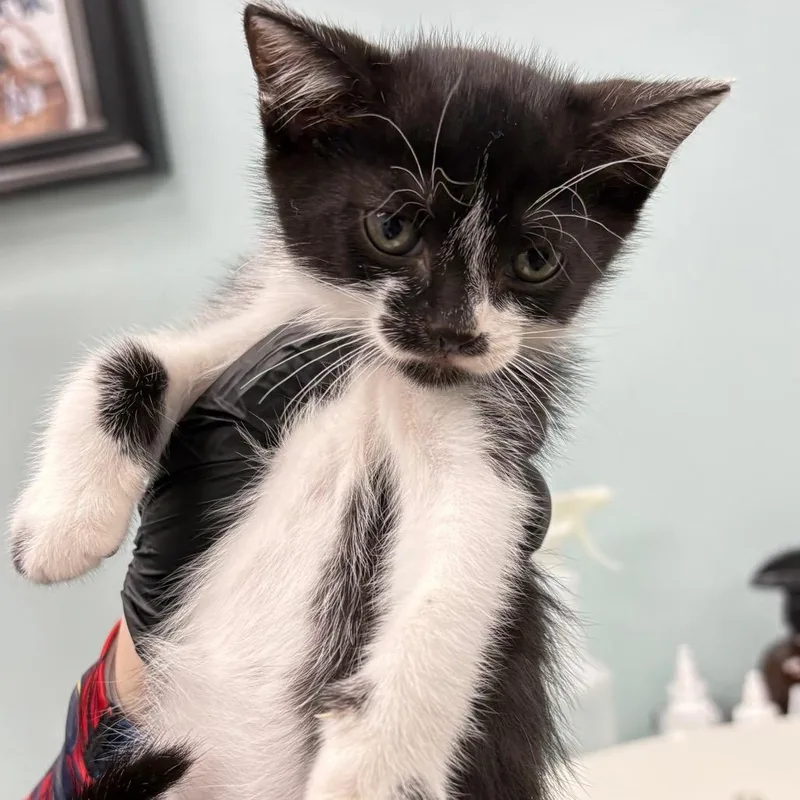 A baby small-sized female Black Domestic Short Hair cat named Kau for adoption in Lauderhill, FL