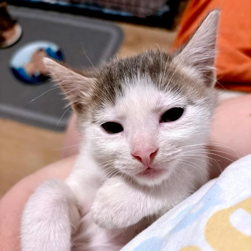 A baby small-sized male Gray / Blue / Silver Domestic Short Hair cat named Jasmine Rice for adoption in Austin, TX