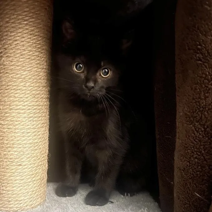 A baby small-sized female Domestic Short Hair cat named Shadow for adoption in Chicago, IL