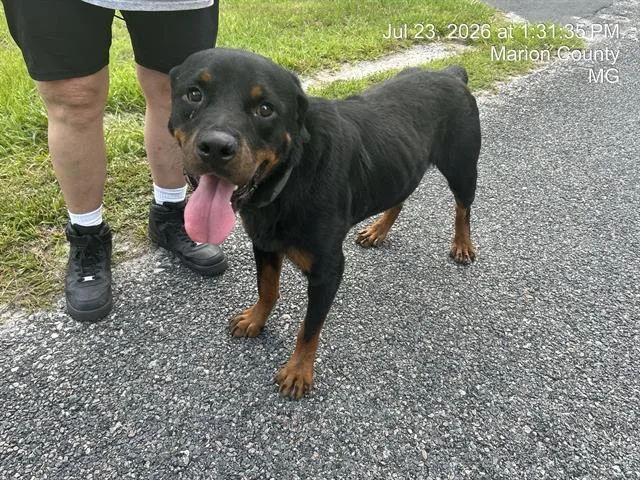 An adult large-sized male Rottweiler dog named A for adoption in Ocala, FL