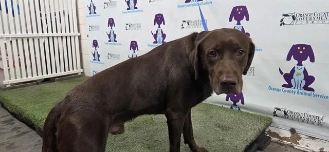 Coco
