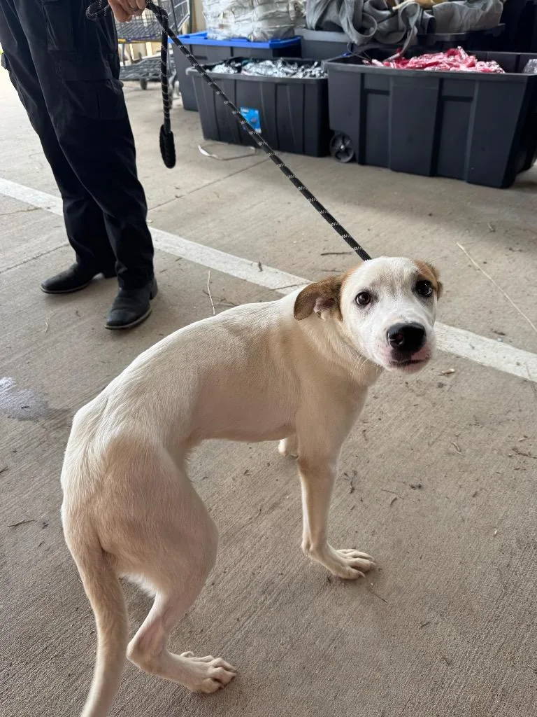 A baby small-sized male Labrador Retriever dog named Captain Jack Sparrow for adoption in Belton, TX