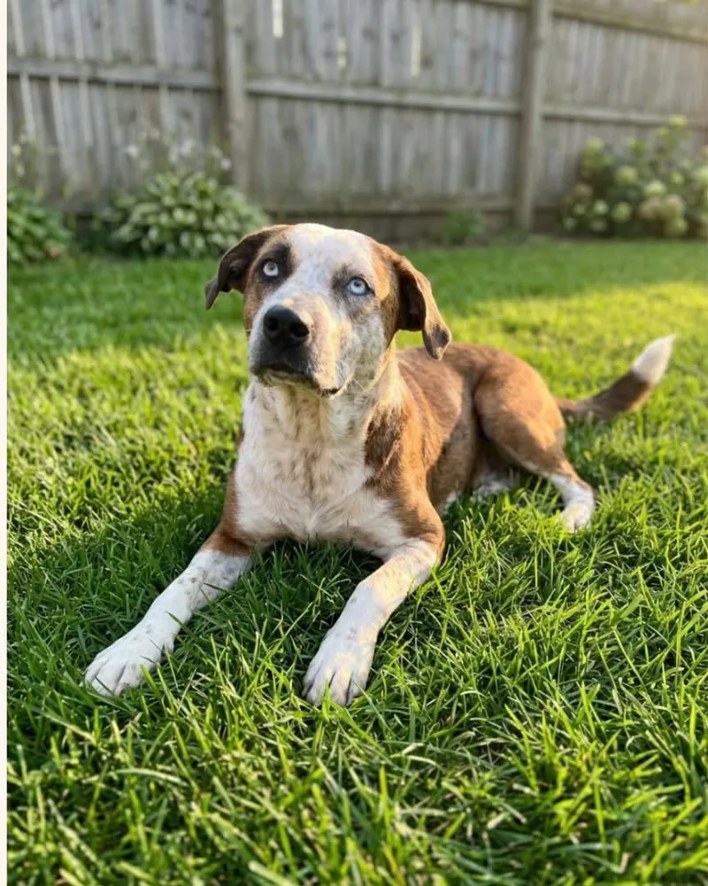 A young medium-sized female Australian Cattle Dog / Blue Heeler dog named Piper for adoption in Barnhart, MO