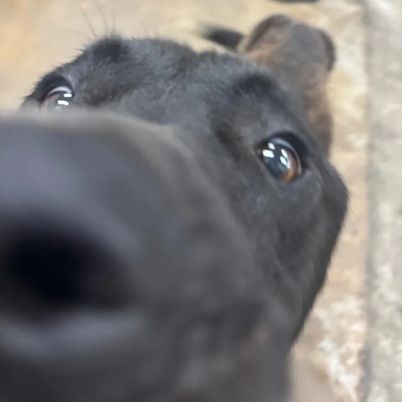An adult medium-sized male Black Mixed Breed dog named Spudsy for adoption in Corbin, KY