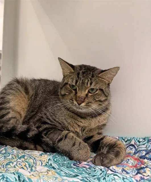 A young large-sized male Domestic Short Hair cat named Porter for adoption in Appling, GA