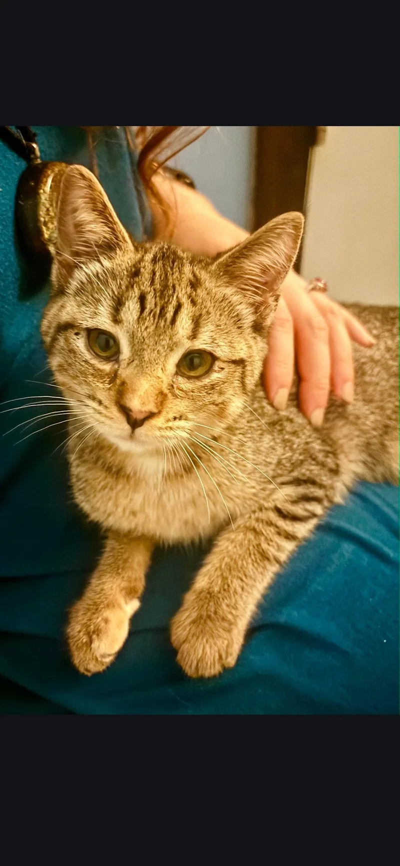 A baby medium-sized female Domestic Short Hair cat named Honey for adoption in Wheaton, IL