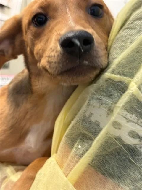 A baby small-sized female German Shepherd Dog dog named Elsa for adoption in Tucson, AZ