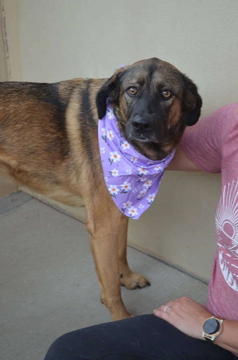 A young large-sized female Great Pyrenees dog named Luna for adoption in McKinney, TX