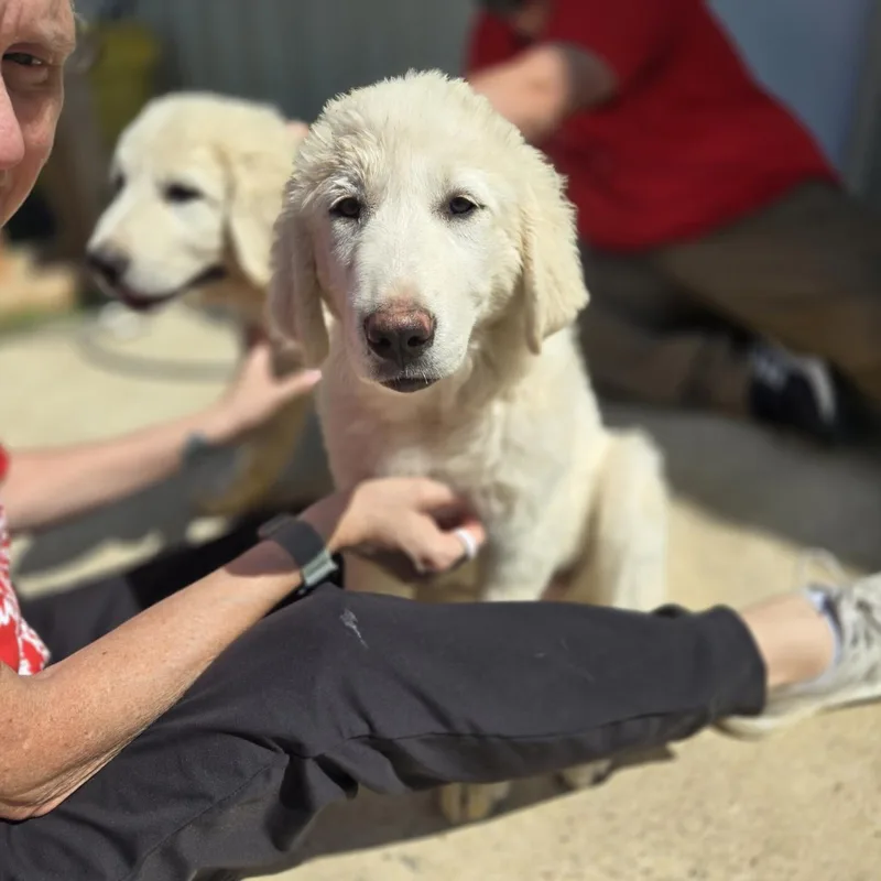 A baby large-sized male White / Cream Great Pyrenees dog named Grizzly for adoption in Mansfield, TX