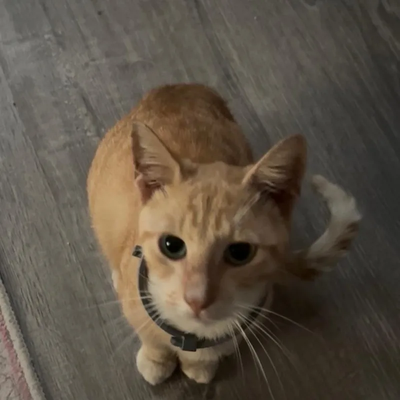 Ginger