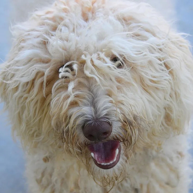 An adult medium-sized female White / Cream Poodle dog named Coco for adoption in Columbus, NC