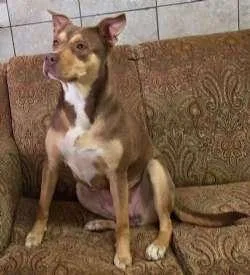 A young medium-sized female Brown / Chocolate Australian Kelpie dog named Heather for adoption in Sudbury, MA