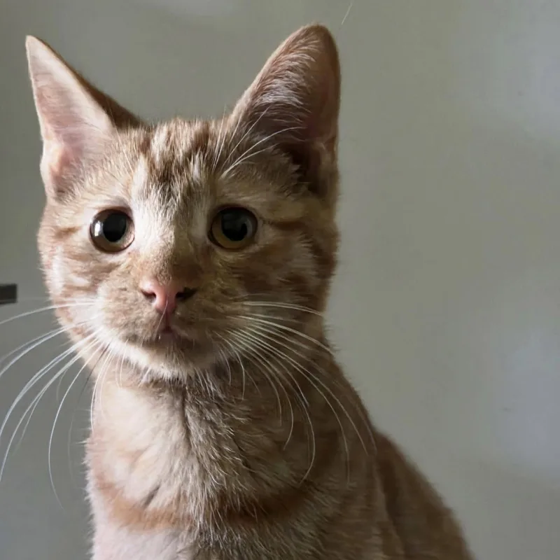 A baby medium-sized male Tabby cat named Sprocket for adoption in Columbia, SC