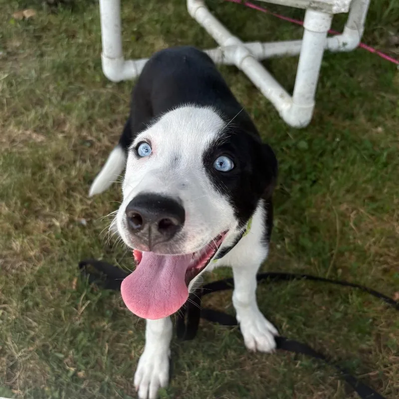 A baby small-sized male Black Mixed Breed dog named Pepe for adoption in Brookfield, WI