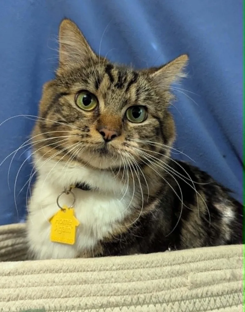 A young medium-sized female Domestic Long Hair cat named Lady Anne Boleyn for adoption in Portland, OR