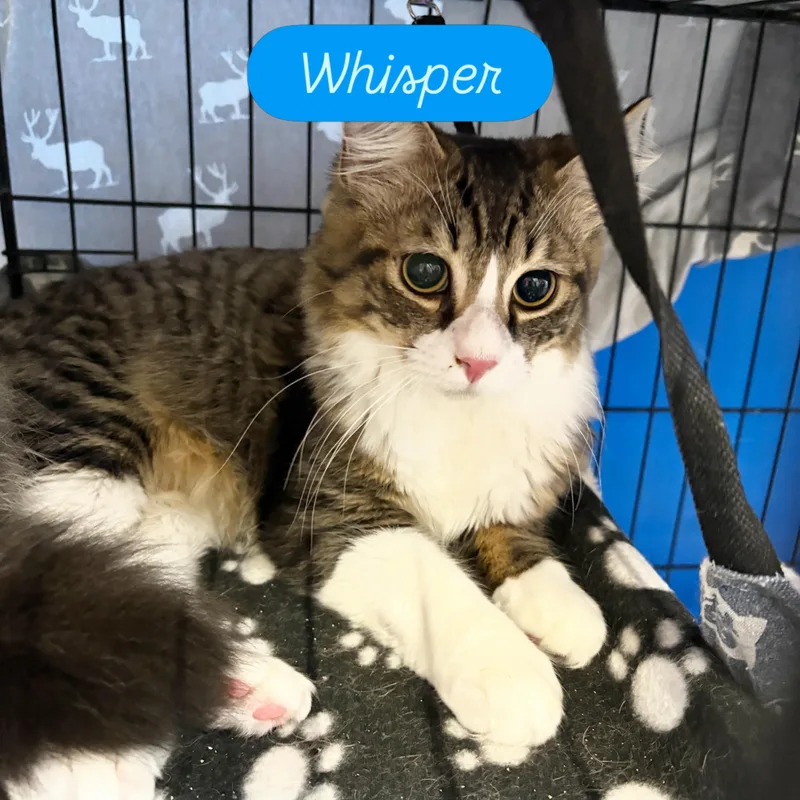 A young small-sized male Domestic Medium Hair cat named Whisper for adoption in Centerville, GA