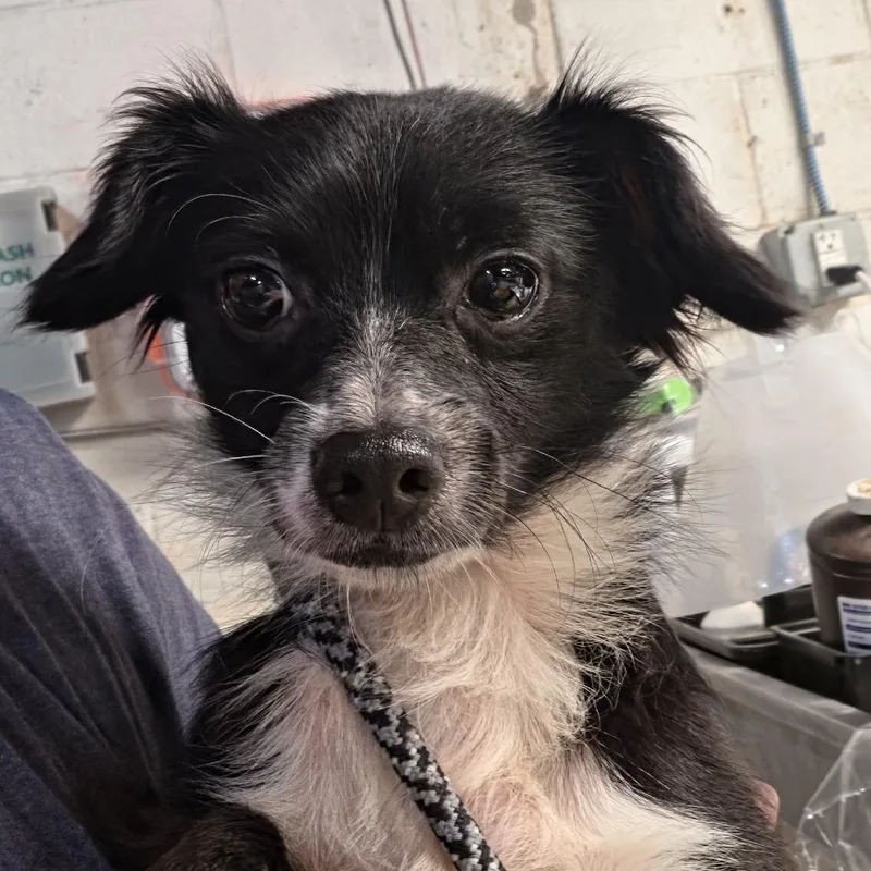 An adult small-sized male Black Mixed Breed dog named Renly for adoption in Leander, TX