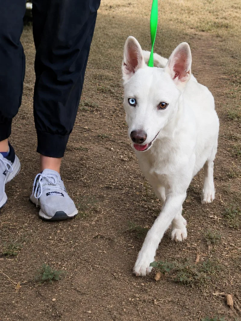 An adult small-sized male White / Cream Dachshund dog named Hubert for adoption in Uxbridge, MA