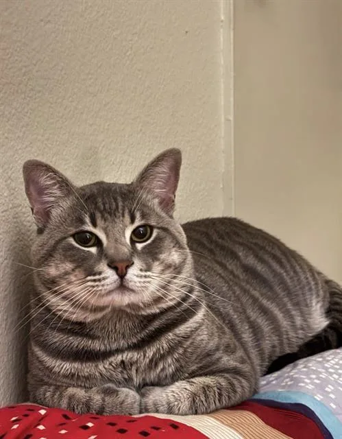 An adult medium-sized male Domestic Short Hair cat named Simba for adoption in Long Beach, CA