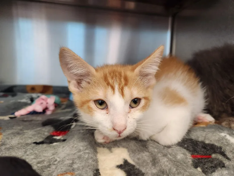 A baby medium-sized female Orange & White Domestic Short Hair cat named Maui for adoption in Liberty, MO