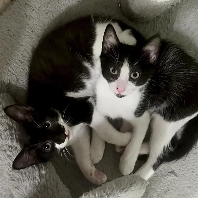 A baby small-sized female Black & White / Tuxedo Tuxedo cat named Max Mason and for adoption in Miami, FL