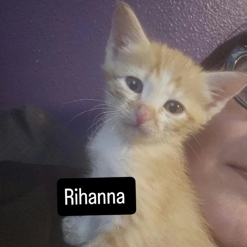 A baby small-sized female Orange / Red Domestic Short Hair cat named Rihanna for adoption in Nampa, ID