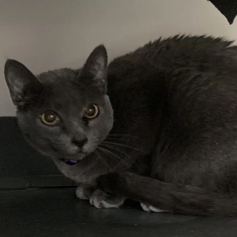 An adult medium-sized male Gray / Blue / Silver Domestic Short Hair cat named Sonny for adoption in Franklin, TN