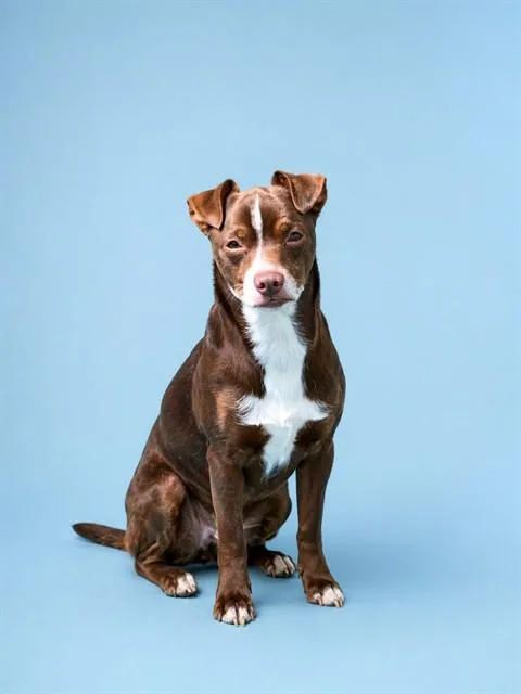 An adult small-sized male Chihuahua dog named Quinn for adoption in Westminster, MD