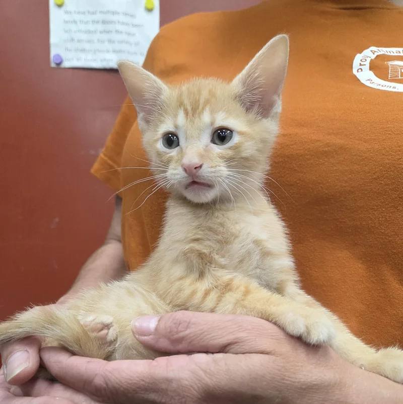 A baby medium-sized male Orange / Red Domestic Short Hair cat named Garnet for adoption in Parsons, KS