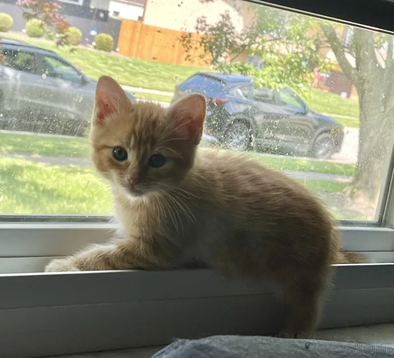 A baby medium-sized female Orange / Red Domestic Short Hair cat named Dublin for adoption in Dublin, OH