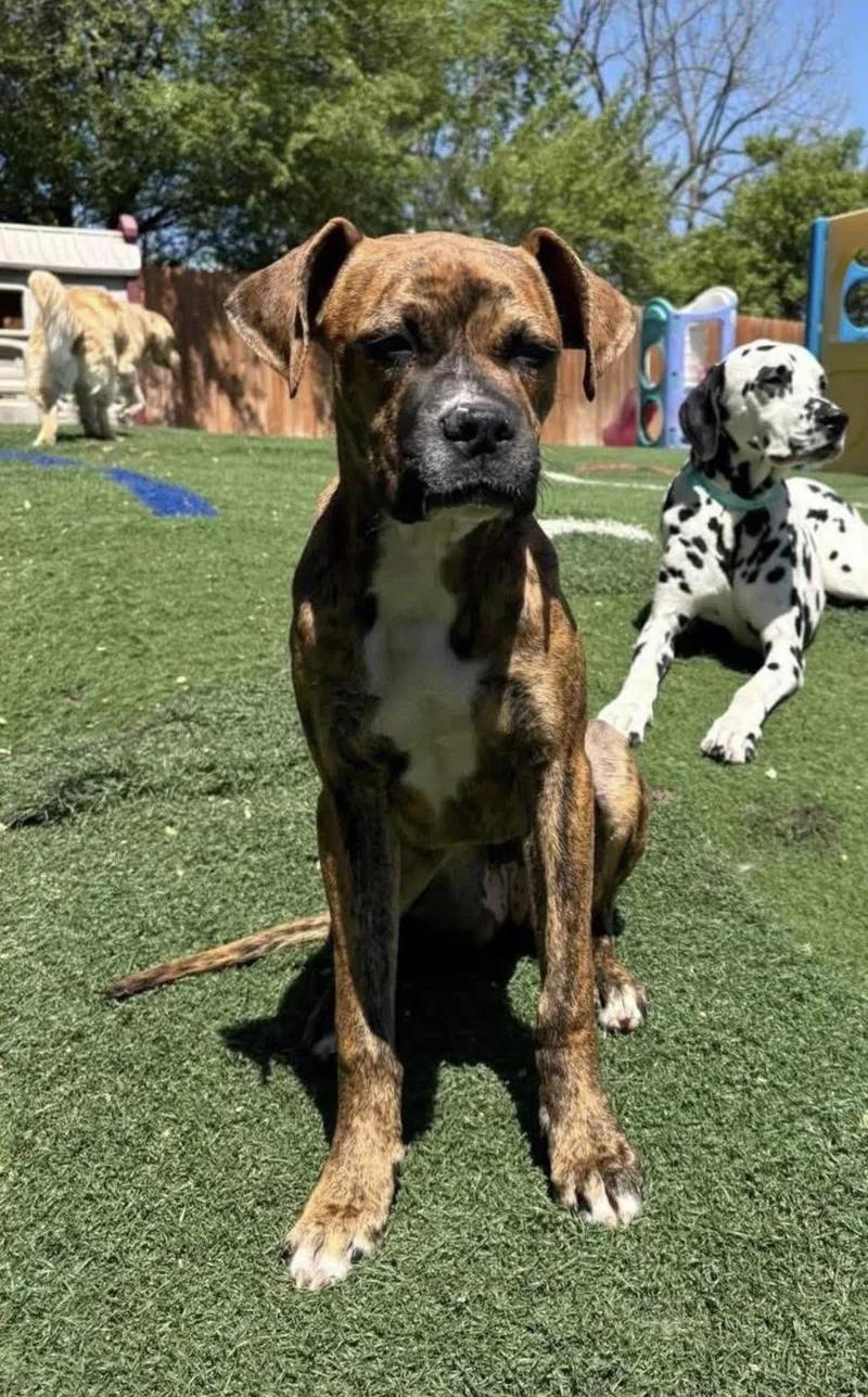 A baby medium-sized female Boxer dog named Chloe for adoption in Kutztown, PA