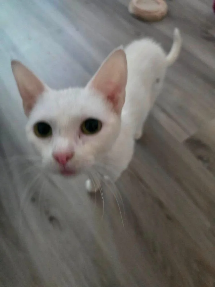 A baby small-sized female White British Shorthair cat named Lollie for adoption in Shawnee, OK