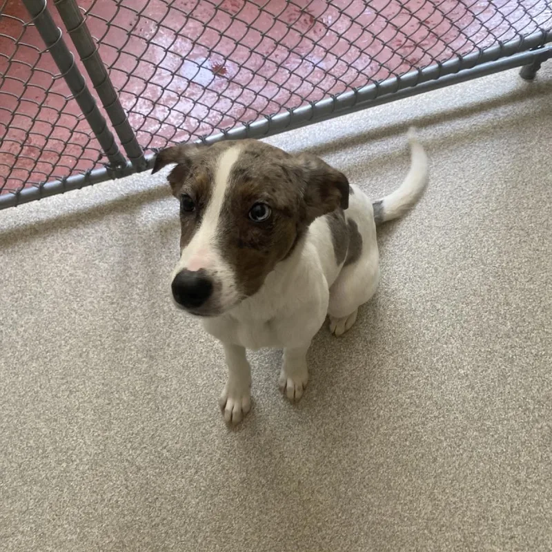 A baby medium-sized female White / Cream Australian Shepherd dog named Hendrix for adoption in Columbus, NC
