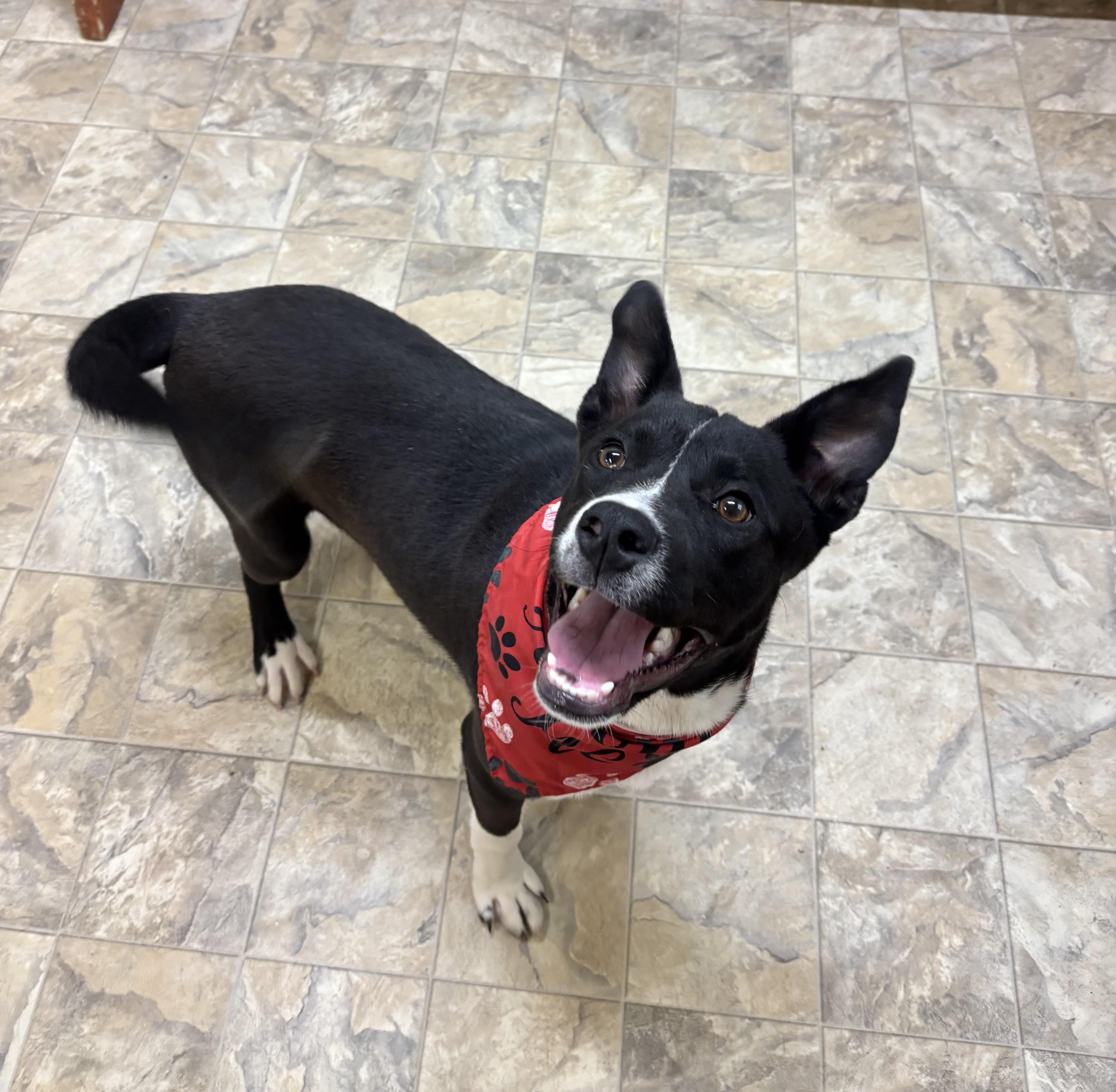 An adult medium-sized male Black Terrier dog named Drake for adoption in Pilot Point, TX