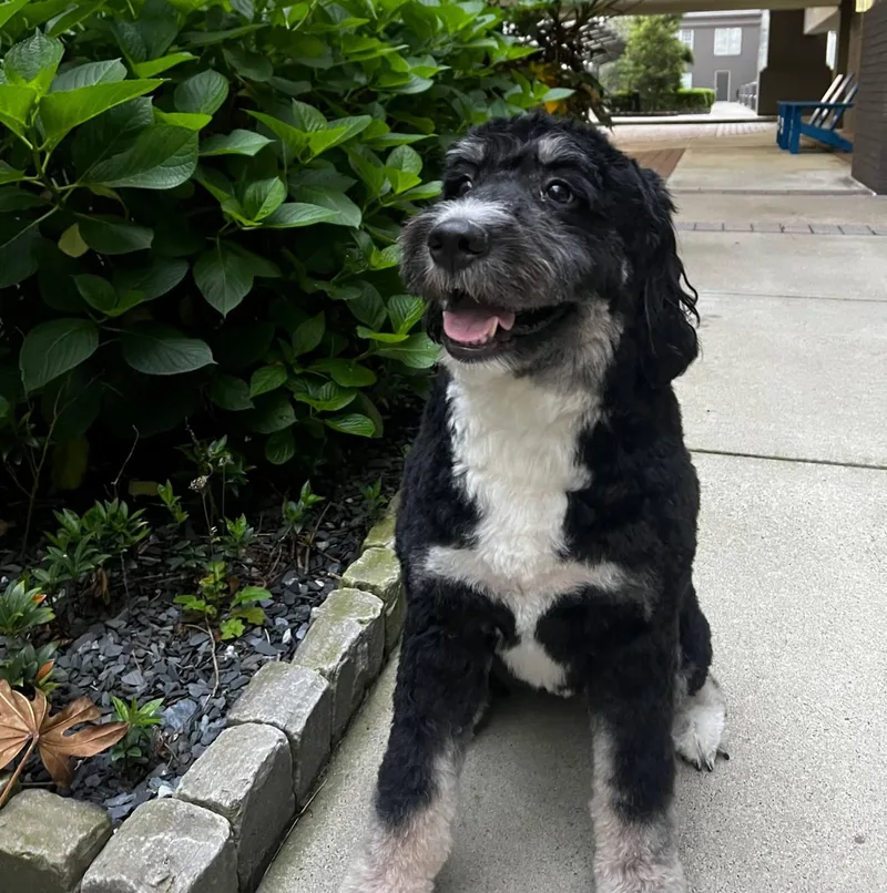 An adult large-sized female Black Bernedoodle dog named Sienna for adoption in Marietta, GA