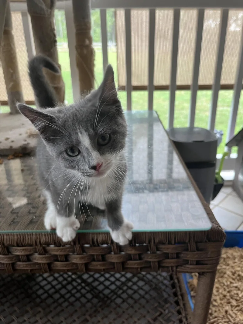 A baby medium-sized female Gray & White Domestic Short Hair cat named Micah for adoption in Rural Hall, NC