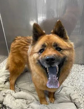 A senior medium-sized male Akita dog named Toby for adoption in Jackson, MI