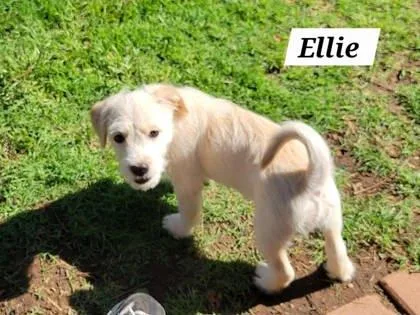 A baby medium-sized female Chihuahua dog named Ellie for adoption in Morton Grove, IL