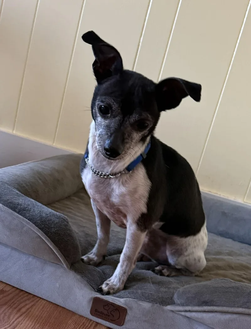 An adult small-sized male Chihuahua dog named Shorty for adoption in West Warwick, RI