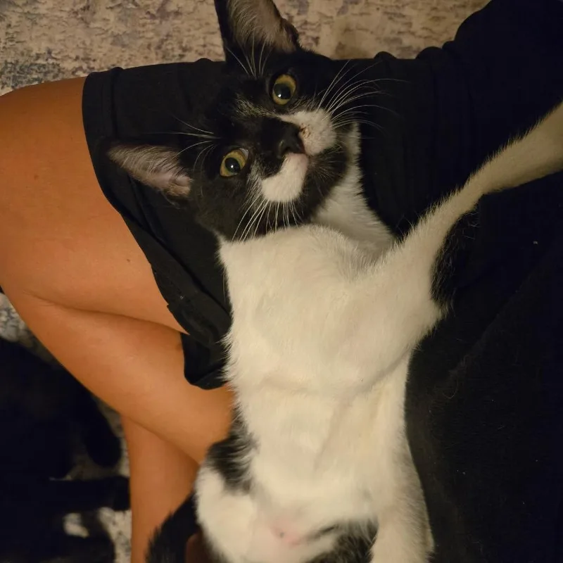 A young small-sized male Black Domestic Short Hair cat named Duke for adoption in Titusville, FL