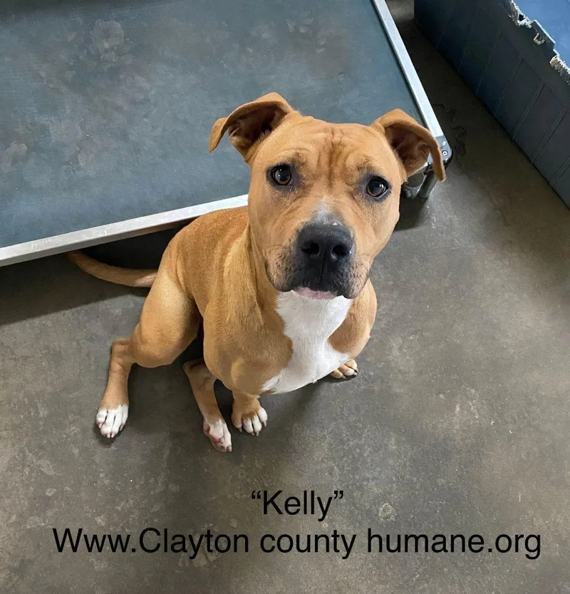 An adult medium-sized female American Bulldog dog named Kelly for adoption in Locust Grove, GA