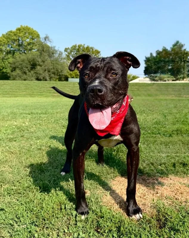 An adult large-sized male Black Pit Bull Terrier dog named Prince for adoption in Maryville, TN