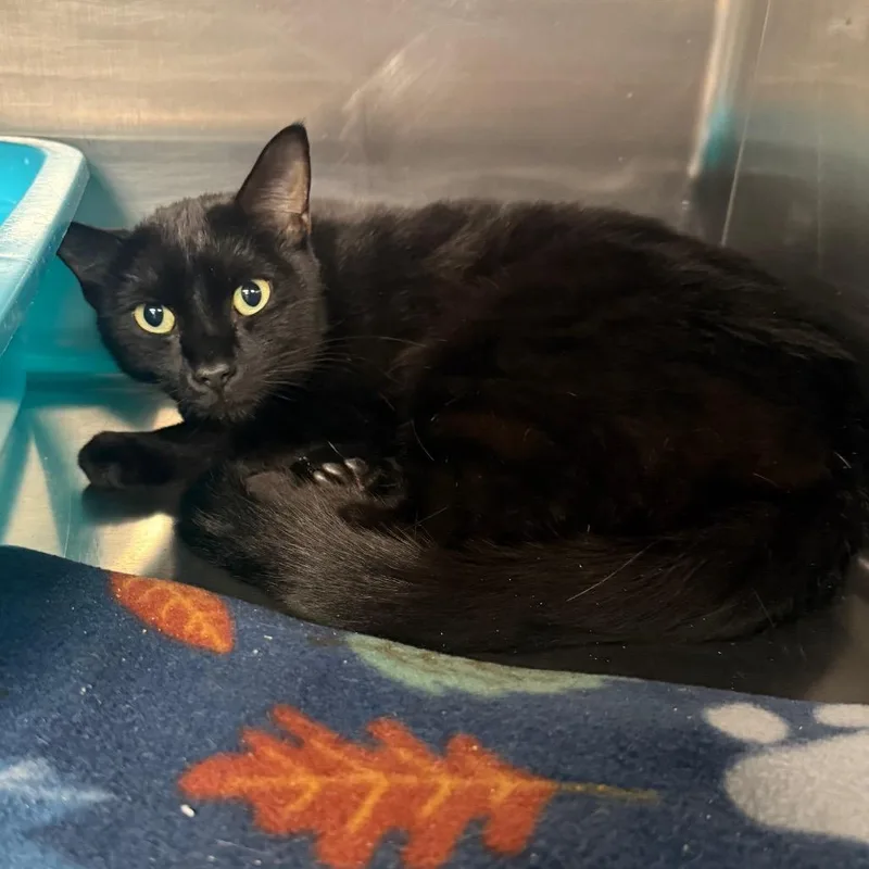 A young medium-sized male Black Domestic Short Hair cat named Coal for adoption in Spokane, WA