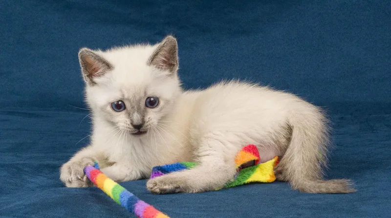 A young medium-sized male Buff / Tan / Fawn Domestic Short Hair cat named Toast for adoption in Davis, CA