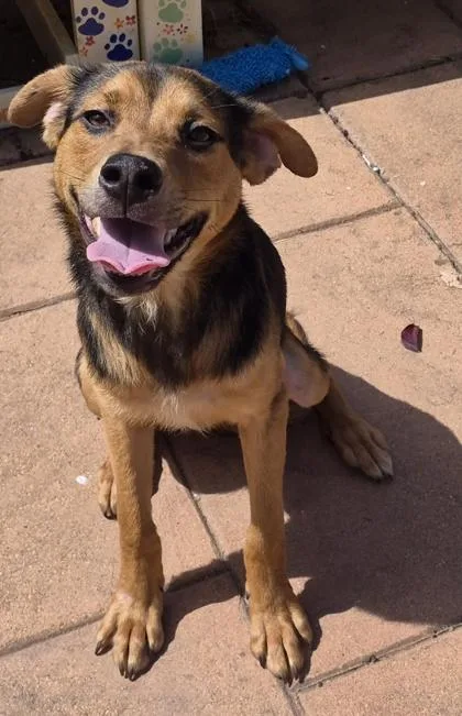 An adult small-sized male Mixed Breed dog named Cart`i for adoption in Shreveport, LA