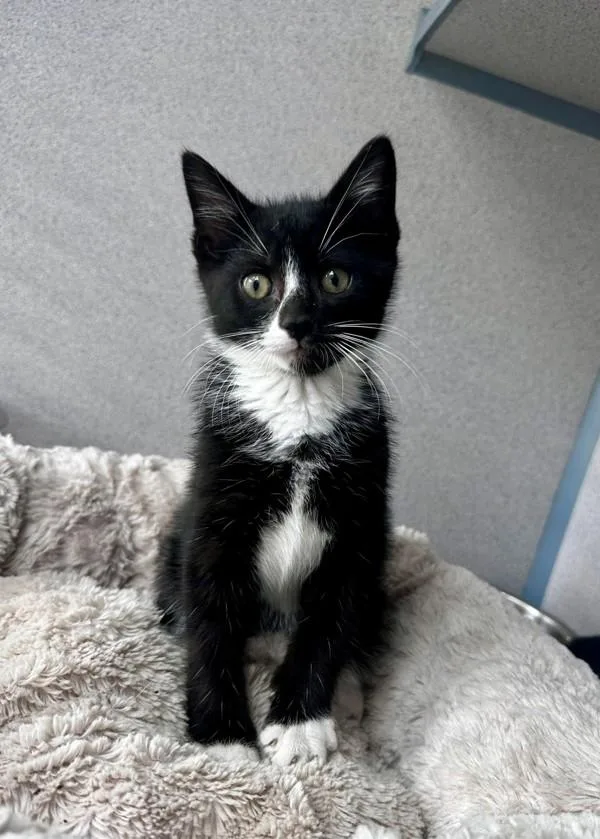 A baby small-sized male Domestic Short Hair cat named Fig for adoption in Skillman, NJ