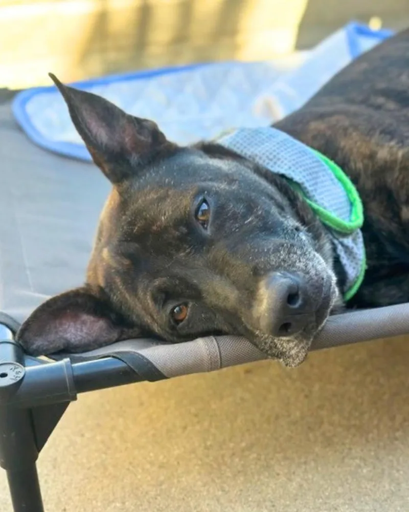 An adult large-sized female Brindle Plott Hound dog named Jordis for adoption in Valley Village, CA