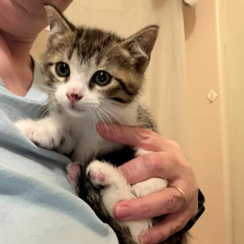 A young small-sized male Brown / Chocolate Domestic Short Hair cat named Tommy Willingham for adoption in Woodstock, VA