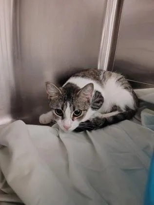 A young medium-sized female Domestic Short Hair cat named Chloe for adoption in Clarks Summit, PA