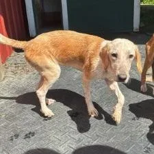 A young medium-sized female Yellow / Tan / Blond / Fawn Mixed Breed dog named Auntie Anne for adoption in Shinnston, WV